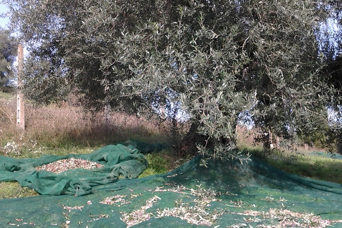 Azienda di olivicoltura biologica