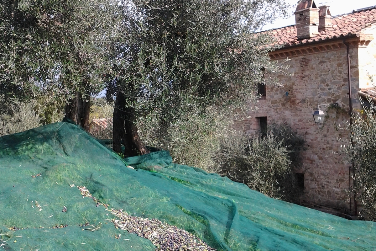 Azienda di olivicoltura biologica