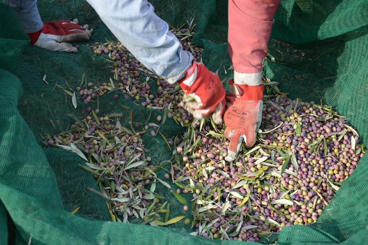 Azienda di olivicoltura biologica